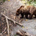 A bear near a forest path symbolizing Japan’s bear problem and the fragile boundary between people and nature