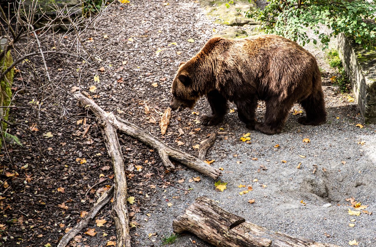 A bear near a forest path symbolizing Japan’s bear problem and the fragile boundary between people and nature